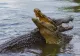 Moarte terifiantă pentru un copil cu handicap în vârstă de șase ani. Mama sa, de 26 de ani, l-a aruncat crocodililor pentru a scăpa de el