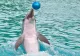 A murit Baby, primul pui de delfin născut în captivitate în România. Motivul decesului rapid