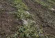 Grindina a făcut praf culturile agricultorilor: tone de legume au fost distruse