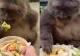 Maimuța mofturoasă. Sortează mâncarea mai ceva ca cel mai pretenios chef  - VIDEO