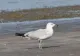 O nouă specie a apărut în România: Pescărușul mediteranean, noul locatar de pe Lacul Tătaru