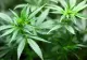 Peste 4 kilograme de marijuana, descoperite într-un microbuz care se deplasa din România spre Italia: unde erau ascunse substanțele psihotice