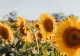 Schimbare radicală a vremii. România va fi lovită de un val de aer tropical: când vor fi 34 de grade