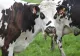 Studiul care potolește avântul ecologiștilor și veganilor: Vacile NU sunt cauza schimbărilor climatice