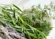 Planta care ajută memoria. Este considerată planta minților lucide. O folosești și tu în bucătărie, dar sigur nu știai câte beneficii are pentru sănătate