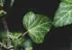 Plante toxice pentru pisici. Renunță la ele dacă ai feline în casă. Sunt foarte periculoase