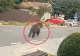 RO-Alert într-o localitate din Buzău: un urs a fost surprins plimbându-se nestingherit pe străzi, în plină zi. Imagini halucinante