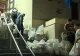 Procesul electoral, reluat în Sectorul 1 al Capitalei. Clotilde Armand, disperată: Cere renumărarea voturilor, după EȘEC