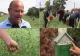 Unic în România. Clienții își culeg mazărea din câmp și lasă plata în pușculiță