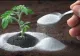 Trucul cu bicarbonat de sodiu care poate ajuta plantele să fie mai sănătoase și înflorire abundentă