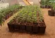 7 persoane, arestate preventiv pentru trafic de droguri. Aproximativ 9000 de plante de canabis descoperite la percheziții, în Dâmbovița