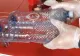 VIDEO - Cea mai ingenioasă capcană pentru șobolani. Ai nevoie doar de două sticle de plastic și niște momeală