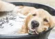 Cum să ne îngrijim animalele pe canicula care va topi România în următoarea perioadă - Sfaturi de la ANSVSA