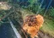 România, măturată de furtuni violente, după valul de caniculă: rupere de nori, copaci smulși din rădăcini și mesaje Ro-Alert de vreme extremă - VIDEO