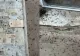 Localitate din România, invadată de muște. Imagini halucinante, insectele formează adevărate covoare negre, oamenii sunt disperați