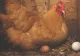 Ingredientul care ajută găinile să facă mai multe ouă. Se găsește peste tot și costă doar un leu 