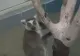Un tânăr a furat un lemur de la grădina zoologică din Călărași 