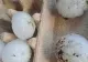 Grindina a făcut ravagii într-un oraș din România. A fost cât o minge de ping-pong - FOTO/VIDEO