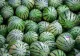 Cum recunoști un pepene verde cu adevărat copt? Sfaturile unui pepenar de top - VIDEO