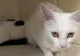 Boala pisicii pune în alertă Europa. Un virus mortal a fost descoperit la o felină din Ungaria
