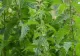 Planta pe care trebuie să o păstrezi în grădina ta cu orice preț: atrage fluturii și este un îngrășământ natural excelent. Benefii uriașe pentru sănătate 