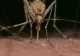 Această grupă de sânge este un adevărat magnet pentru țânțari. Ce le atrage pe supărătoarele insecte