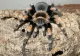 Cât costă o tarantula pe piața neagră. N-o să-ți vină să crezi cât valorează un astfel de păianjen