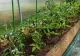 Plantele pe care nu trebuie să le așezăm lângă roșii. Specialiștii spun că se distrug ambele culturi