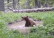 Cum se răcoresc urșii în Parcul Național Retezat. Imagini inedite surprinse de pădurari