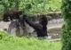 Ursoaică filmată în timp ce se scălda cu puii în curtea sanatoriului Nevroze VIDEO