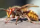 Cum să scapi de viespi. Sfaturi de la grădinari ca să ții departe supărătoarele insecte