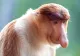 Top 5 dintre cele mai urâte animale din lume: cine se află pe primul loc. Imagini uimitoare