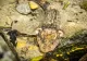 IMAGINI ISTORICE cu aspretele, filmat în habitatul său natural din râul Vâlsan. Lipsa depistării puietului, semnal de alarmă pentru supraviețuirea speciei