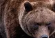 Două persoane au fost atacate de urs în localitatea Crizbav, județul Brașov. Una din victime, o fată de 14 ani, însărcinată 