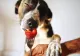 Ce fructe pot mânca, de fapt, câinii. Lista recomandată de veterinari 