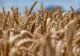 România a fost cel mai mare exportator de cereale din UE în primele săptămâni ale sezonului 2024/25