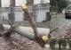 Zeci de autoturisme au fost avariate de copacii doborâți de furtuna din București. A fost alerta de urgență GRAVĂ - FOTO