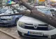 Ce te faci dacă a căzut un copac peste mașina ta. Pașii de urmat pentru a obține despăgubiri