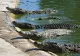 Crocodilii invadează orașele din cauza condițiilor meteo extreme. Cel puțin 200 de reptile au fost prinse de autorități