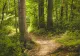 Spectacol în pădurile din România: animale uimitoare surprinse în Parcul Natural Apuseni