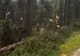 Urgie în Maramureș: o tornadă a culcat la pământ o pădure întreagă. Un bărbat a murit lovit de fulger - VIDEO