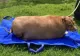Caz neașteptat! O femeie a fost arestată după ce i-a dat prea multă hrană câinelui său. Patrupedul a ajuns să fie obez și a murit