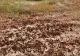 Imagini apocaliptice în Delta Dunării. Invazie de lăcuste, sute de mii de insecte înaintează asemeni unor negri - VIDEO