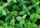 Planta supranumită "energia verde". Se cultivă și în ghivece și nu ar trebui să-ți lipsească din casă