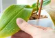 Cum salvezi orhideea care are frunzele lipicioase. Tratamentul care asigură înflorirea bogată și menține planta sănătoasă