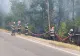 Incendiu în Pădurea Stejarul, Brăila. Flăcările devorează vegetația de pe aproape 3 hectare