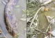 Imagini de coșmar pe Olt, zeci de pești morți plutesc pe apă. Explicația autorităților este îngrijorătoare - VIDEO