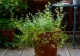 Vrei să scapi de muște și țânțari în casă? Iată 10 plante care țin la distanță insectele nedorite
