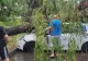 Centrul Ploieștiului, măturat de o furtună puternică. Mai mulți copaci au fost puși la pământ FOTO+VIDEO