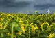 Prognoza meteo pe o lună: vremea se răcește accentuat - zonele lovite de ploi torențiale. În luna august NU sunt anunțate perioade caniculare